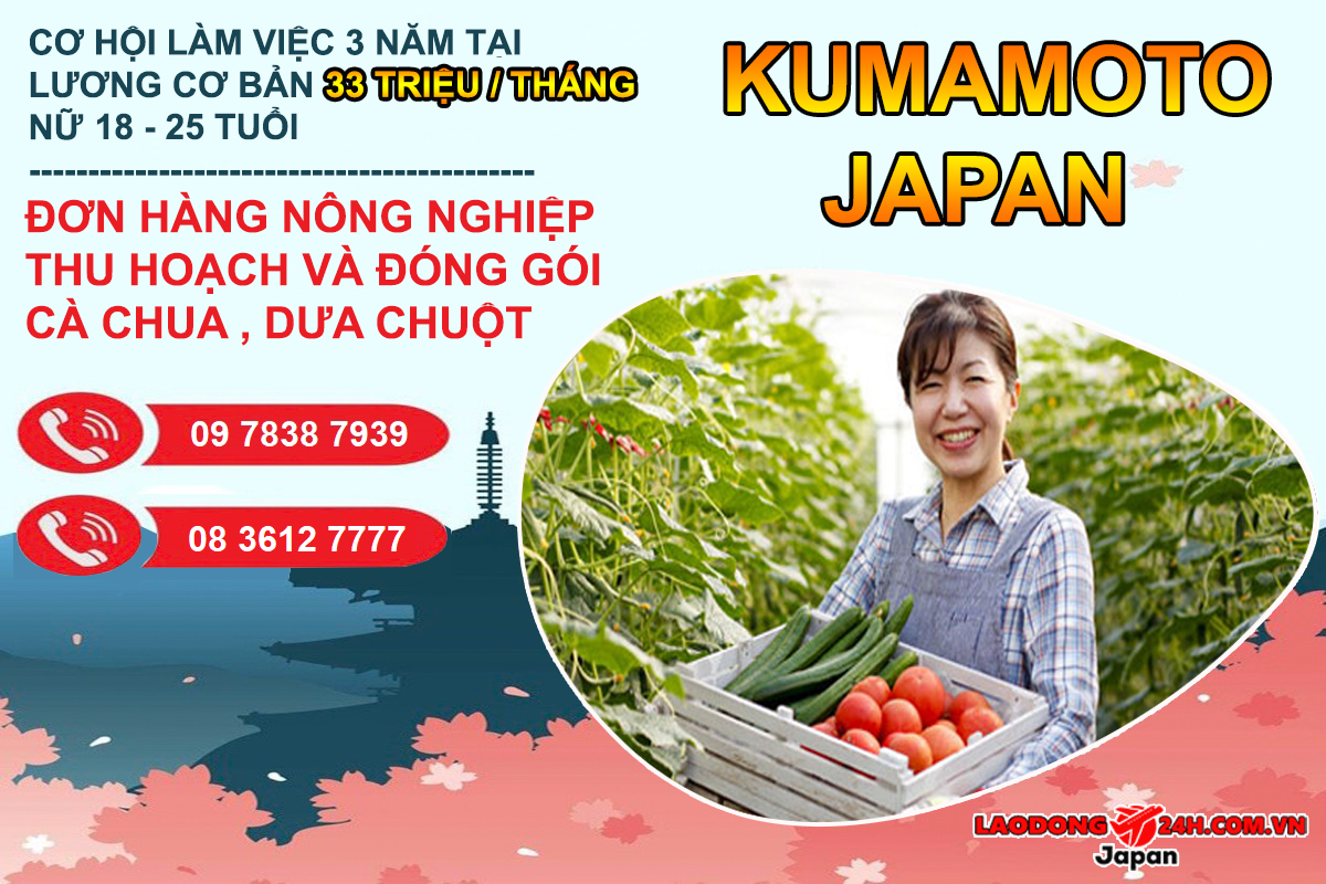 Thu hoạch và đóng gói cà chua , dưa chuột