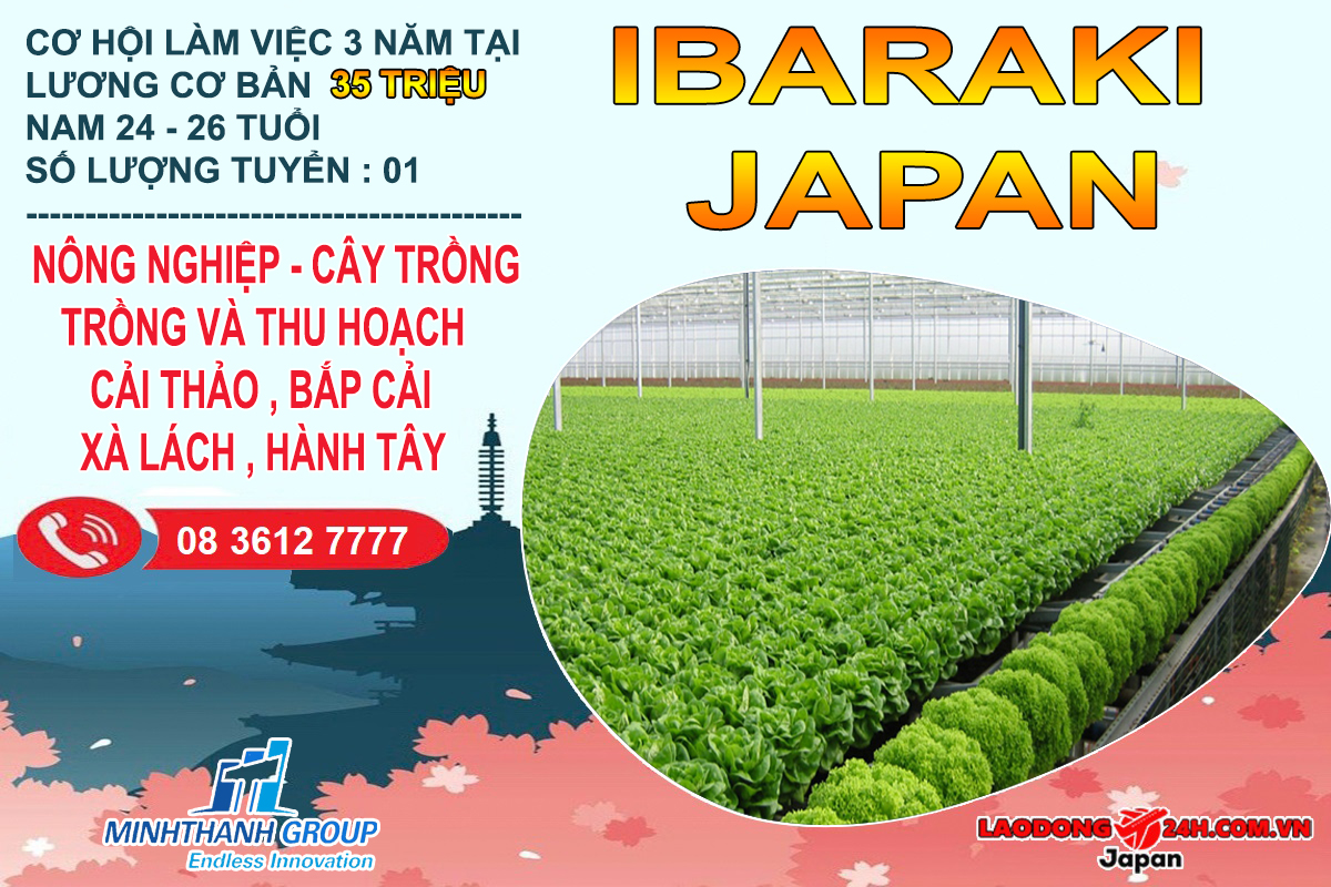 Trồng và thu hoạch cải thảo , bắp cải , xà lách , hành tây