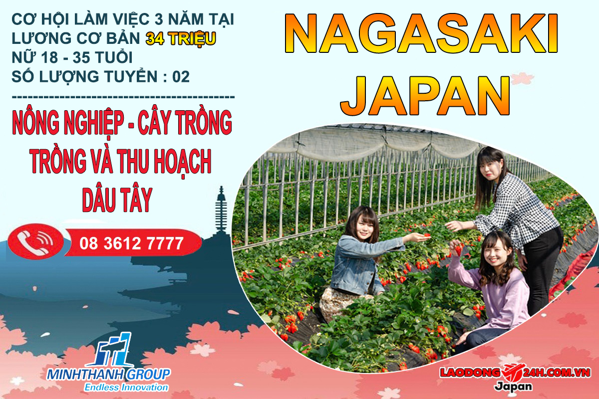 Trồng và thu hoạch đóng gói dâu tây