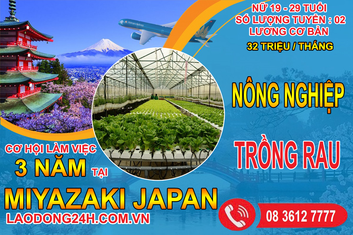 Đơn hàng Nông Nghiệp Trồng Rau tỉnh Miyazaki